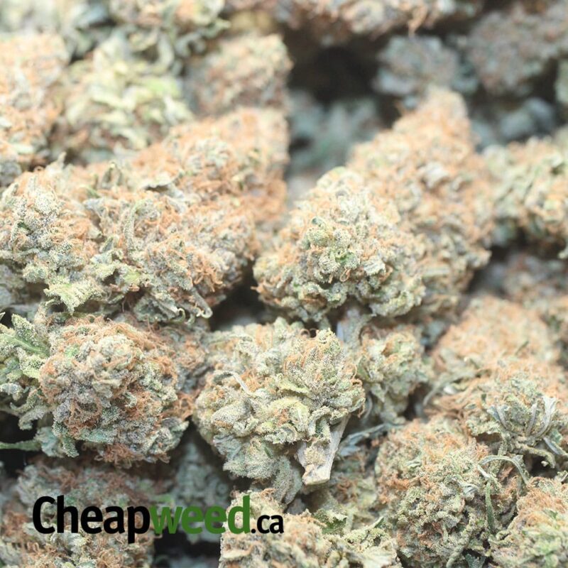Blackberry Dream - Image 3