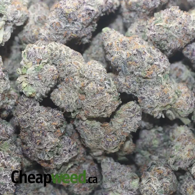 Blue Coma - Image 3
