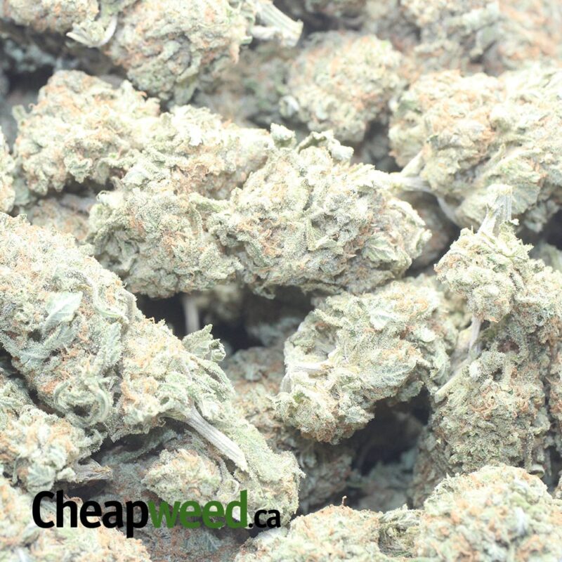 $ 56 Oz – Blue Hawaiian - Image 3