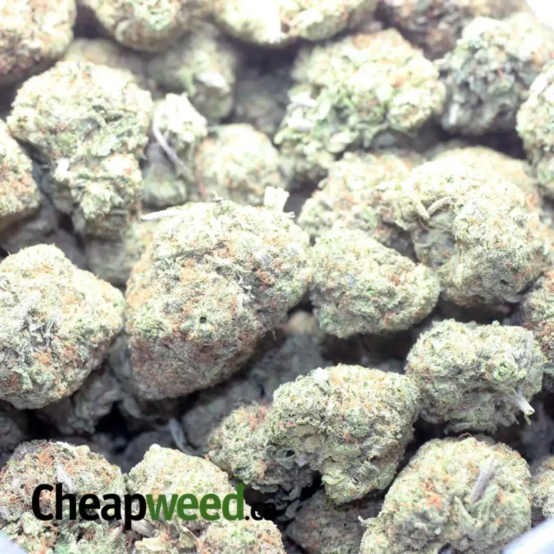 Blue Hawaiian - Image 3