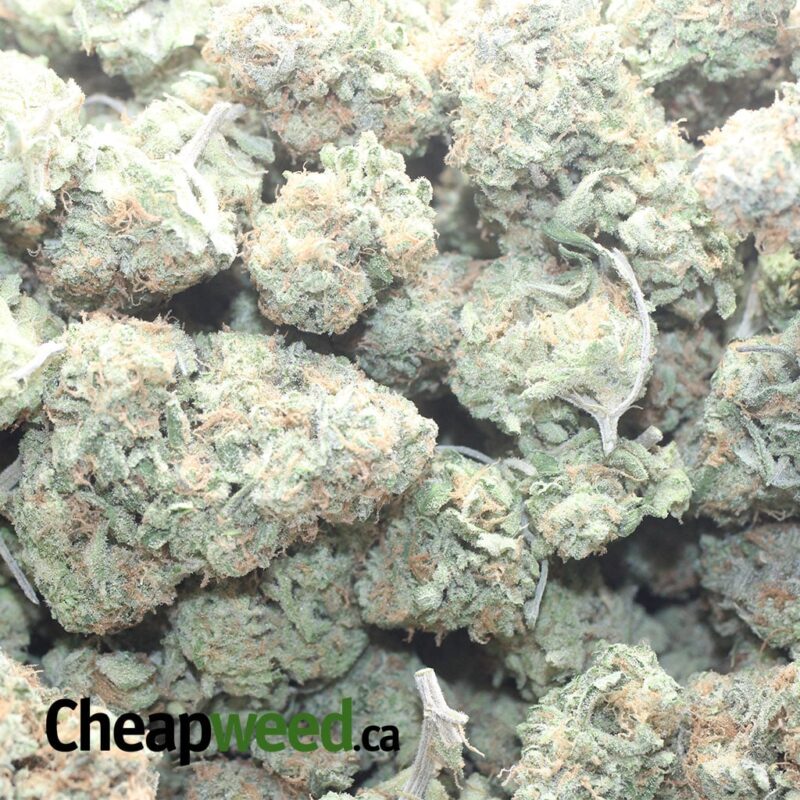 Brainstorm Haze - Image 3