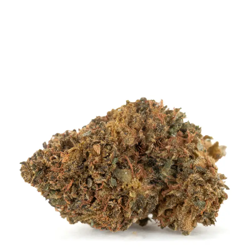 Black Domina
