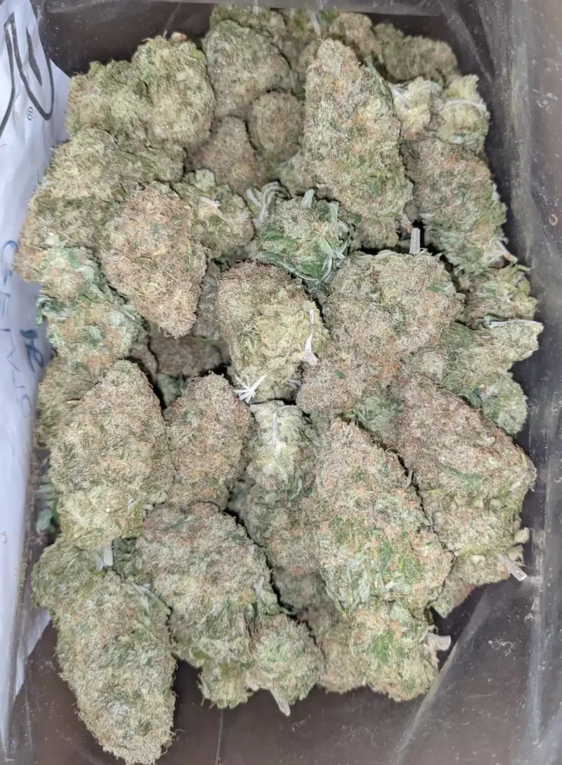 Black Cherry Gelato - Image 4
