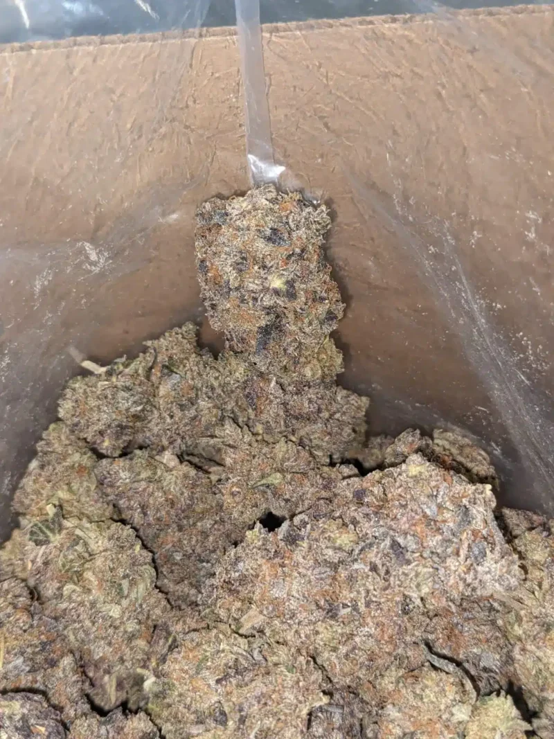 Black Gas - Image 6