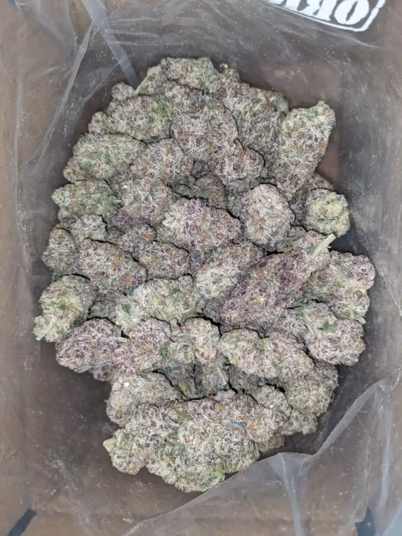 Blue Coma - Image 5