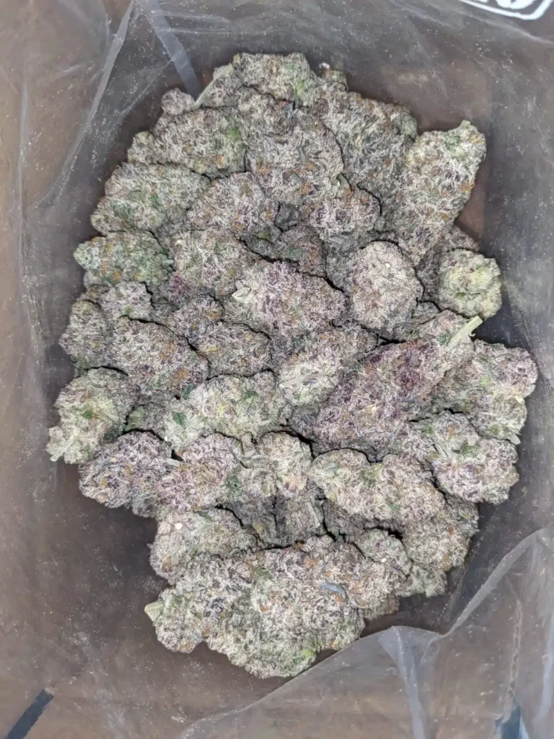 Blue Coma - Image 4