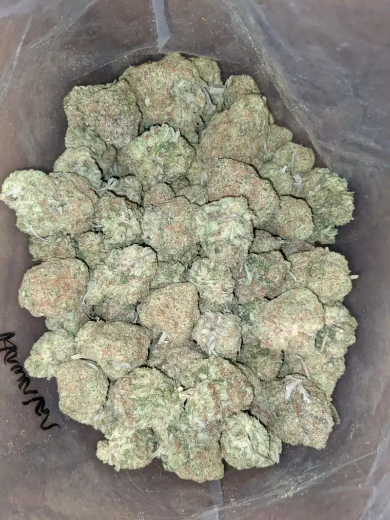 Blue Hawaiian - Image 7