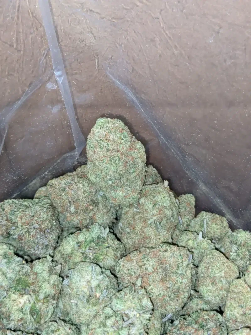 Blue Hawaiian - Image 6