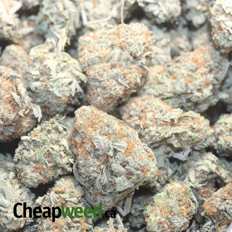 Cookie Breath - Image 3