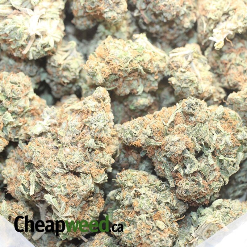 Columbian Gold - Image 3