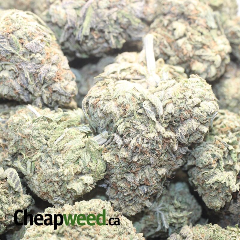 Columbian Gold – *Deal of the Day* - Image 3