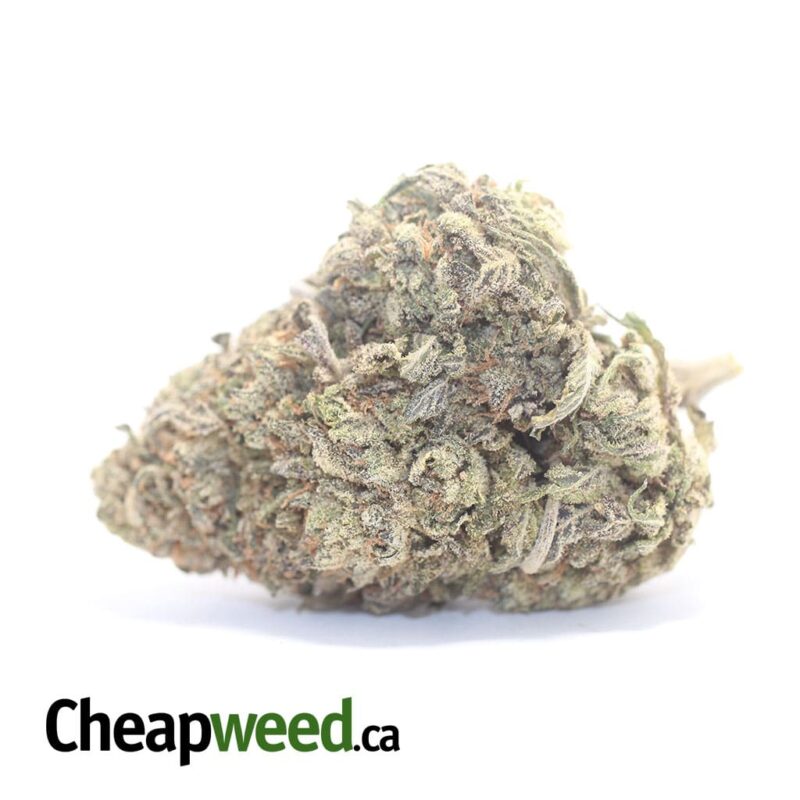 Columbian Gold – *Deal of the Day*