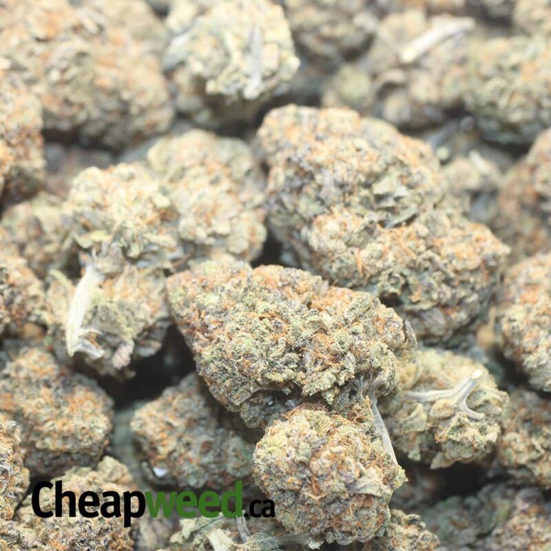 Cactus Breath - Image 3