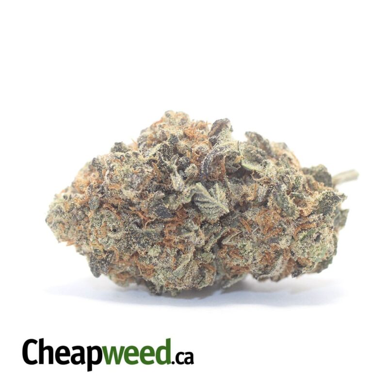 Cactus Breath