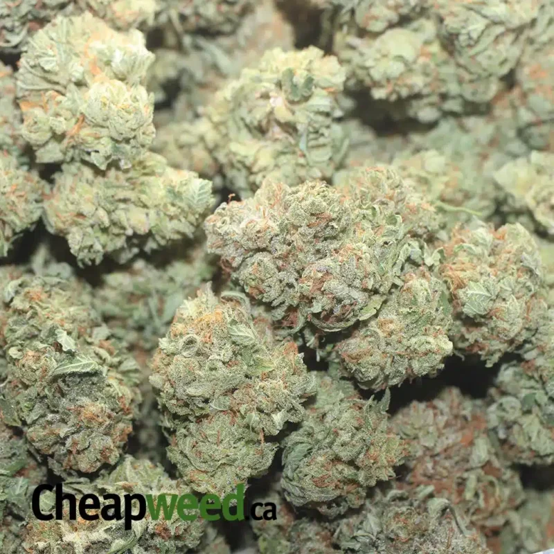 Cali Bubba - Image 3