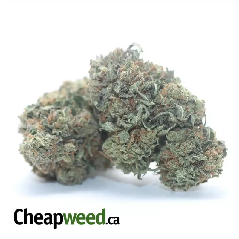 Cali Bubba - Image 2