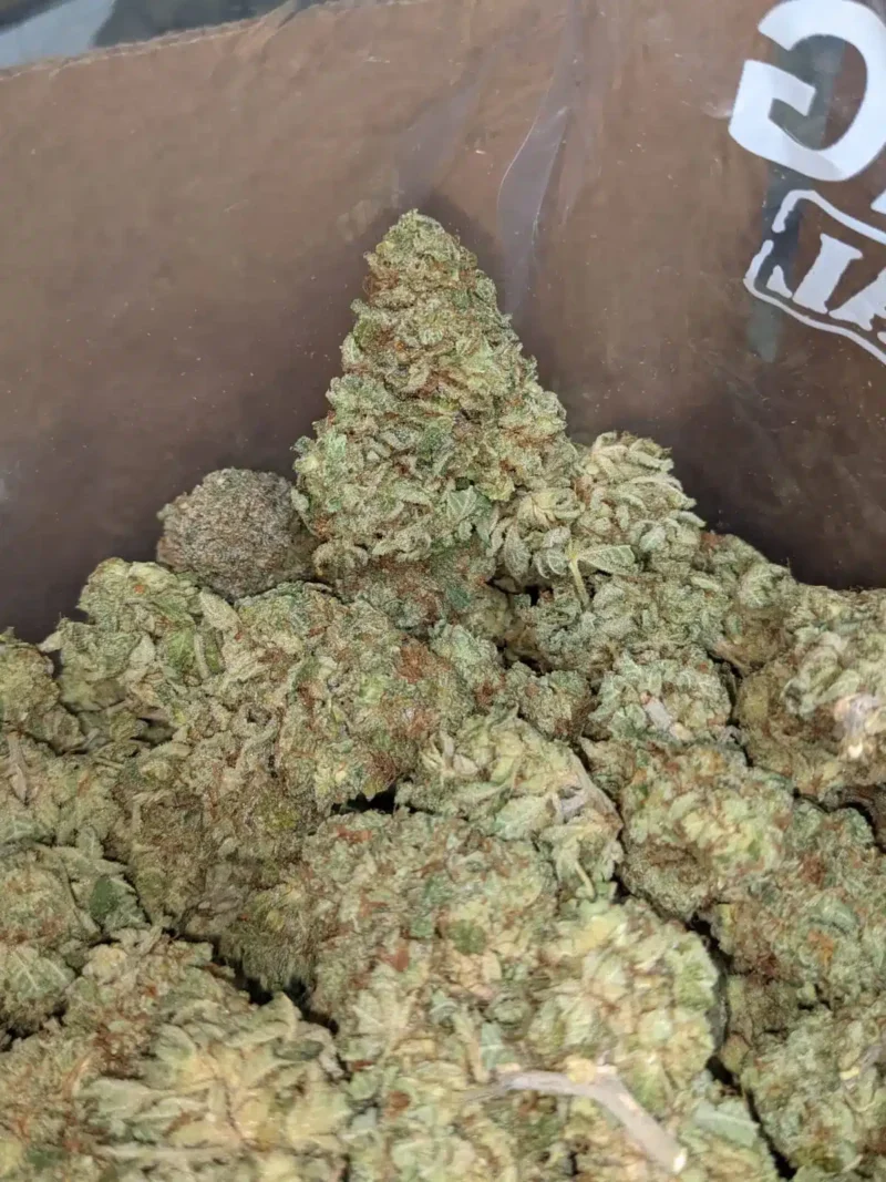 Candy Jack - Image 4