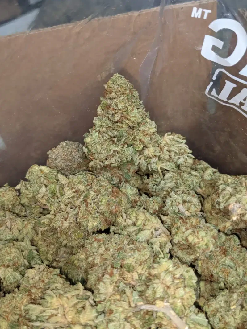 Candy Jack - Image 2