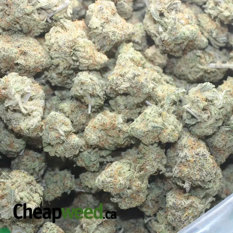 Cereal Milk - Image 3