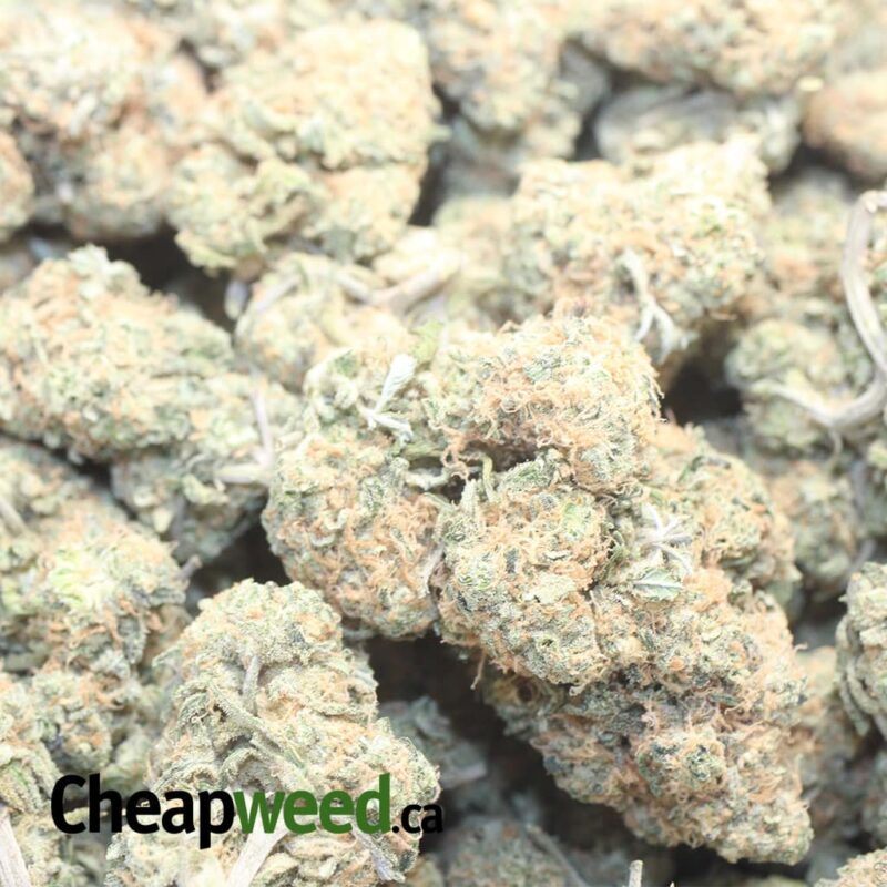 Chimera – *Deal Of The Day* - Image 3