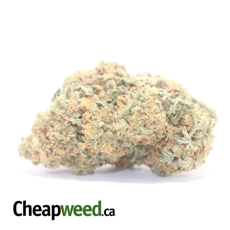 Chimera – *Deal Of The Day*
