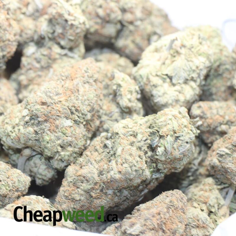 Chocolate Skunk - Image 3