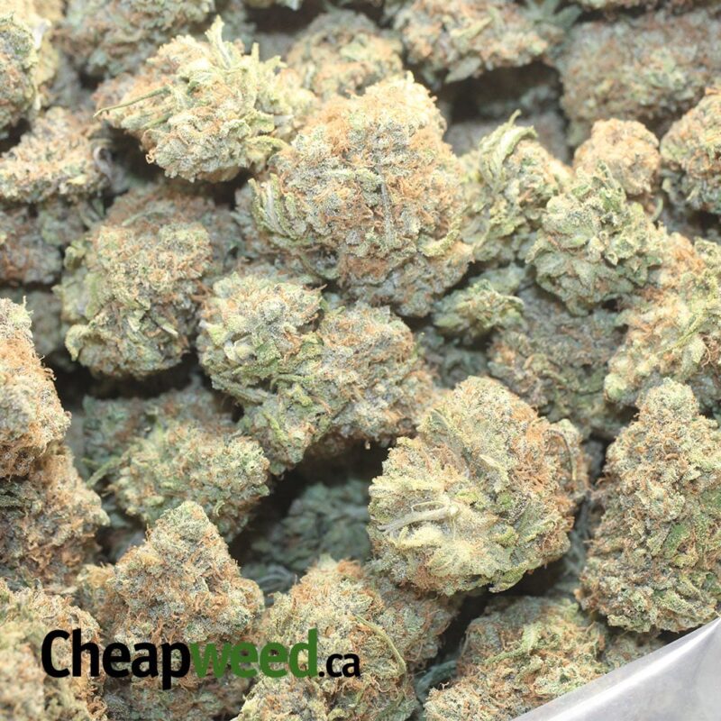 Chocolate Diesel - Image 3