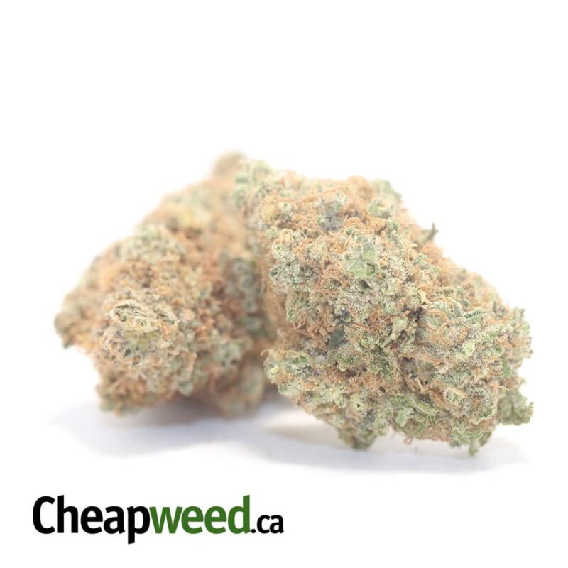 Chocolate Diesel - Image 2