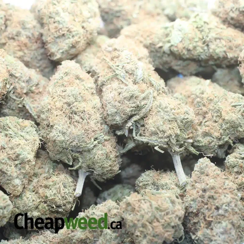 Chocolate Kush - Image 3