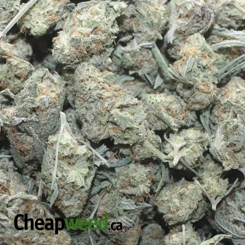 Chocolope – *Deal Of The Day* - Image 3