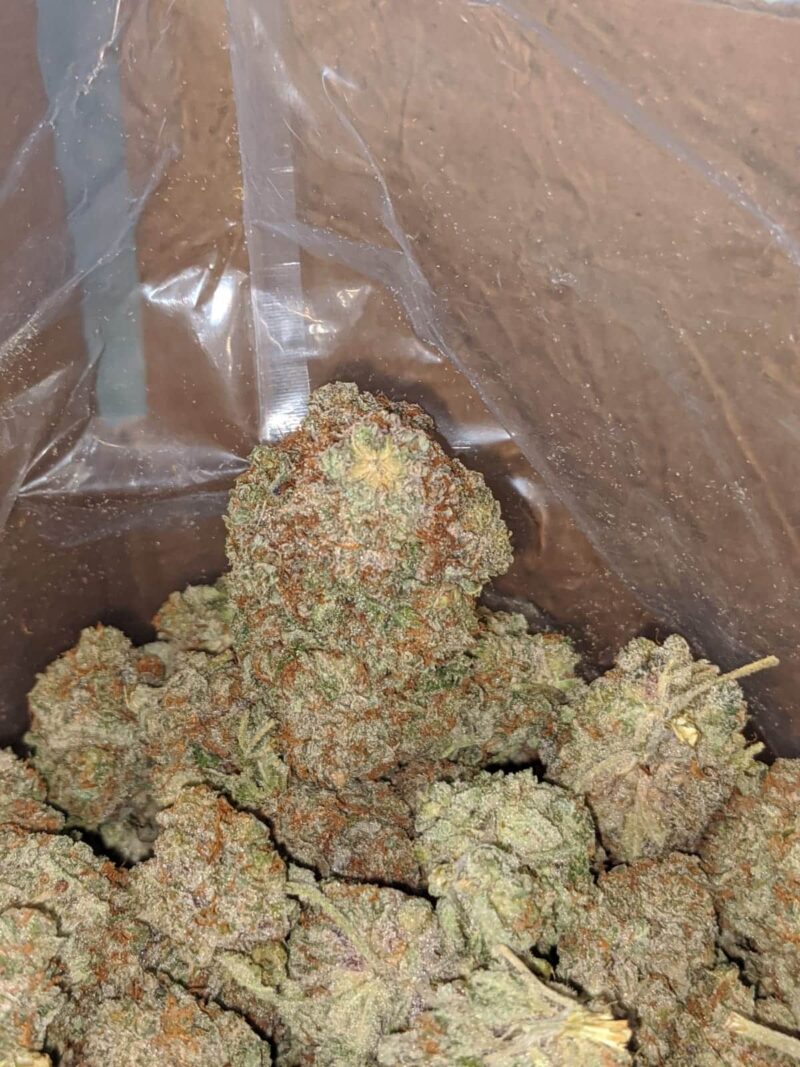 Citral Glue - Image 7