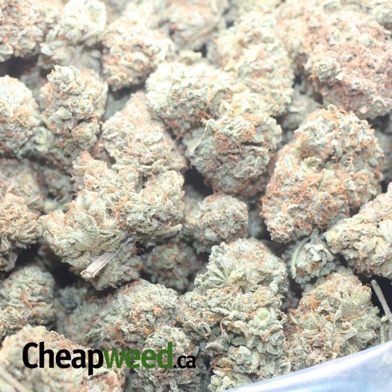 Citrus Glue - Image 3