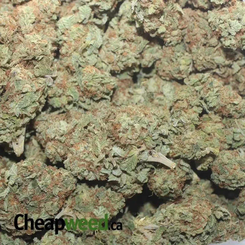 Citrus Sour - Image 3