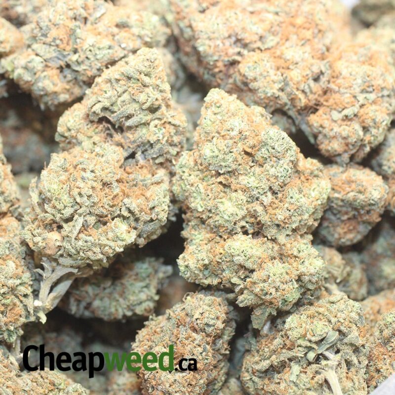 $ 65 – Coco Kush - Image 3