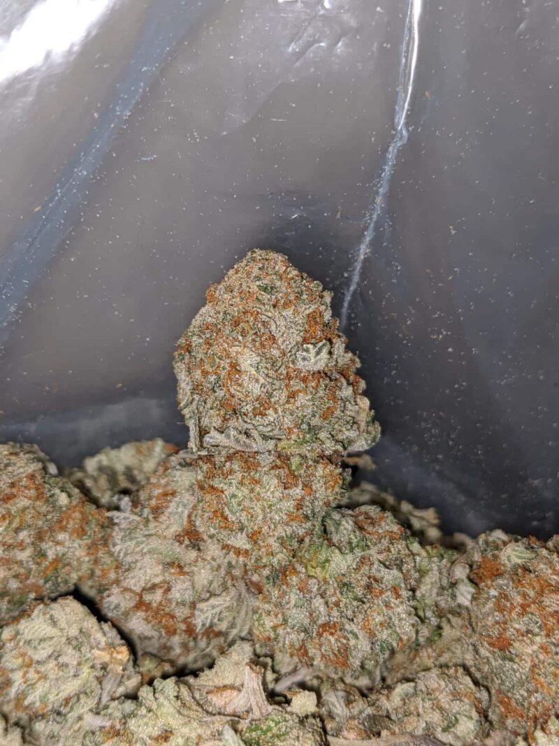 Cookie Breath - Image 4