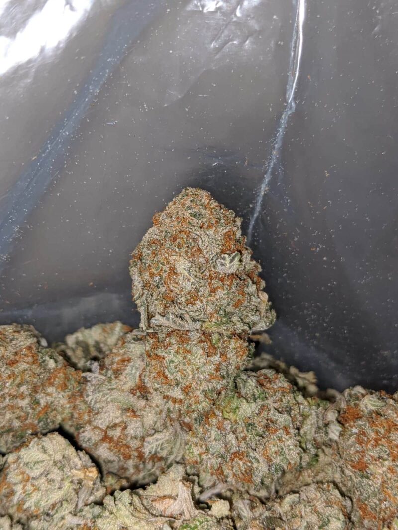 Cookie Breath - Image 7