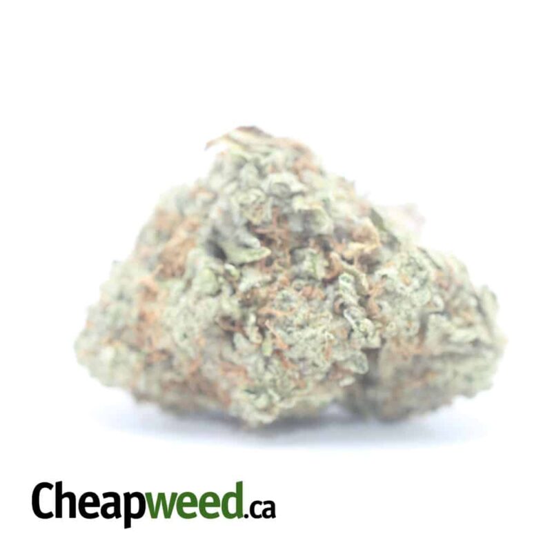 Cookies & Cream Bulk Special