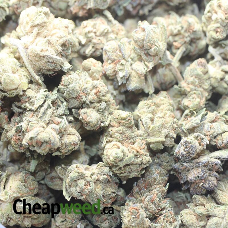 $ 38 Oz – Cougar Piss - Image 3