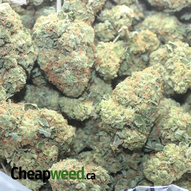 Critical Kush - Image 3