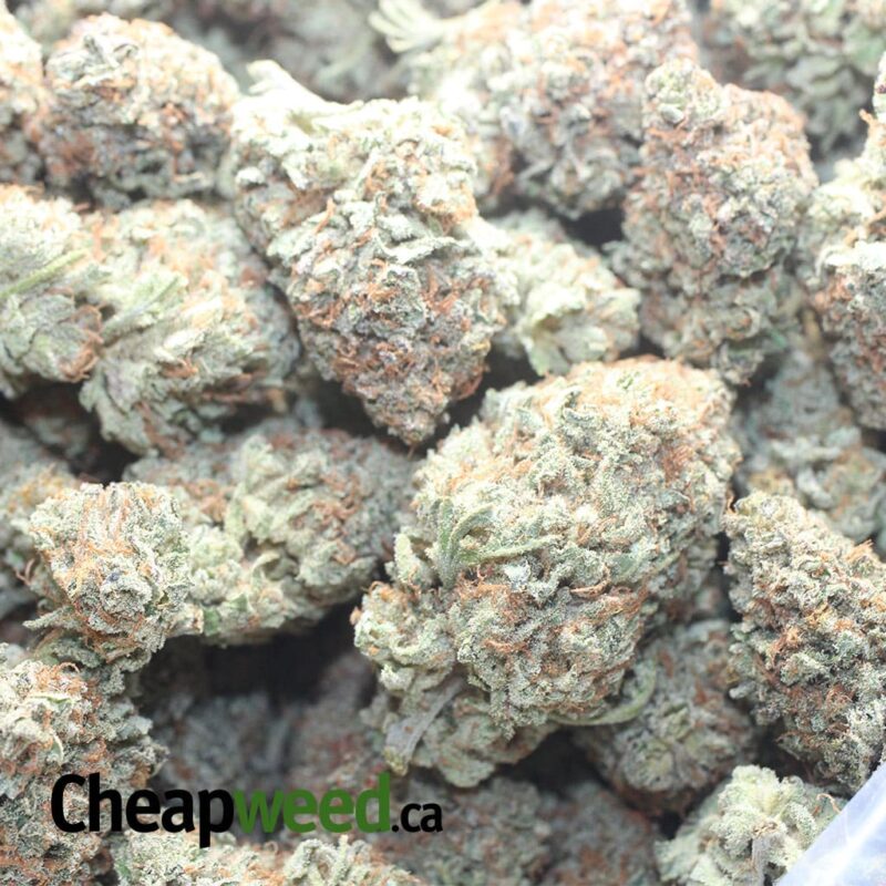 Critical Kush #2 - Image 3