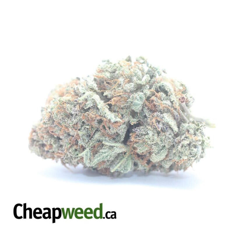 Critical Kush #2