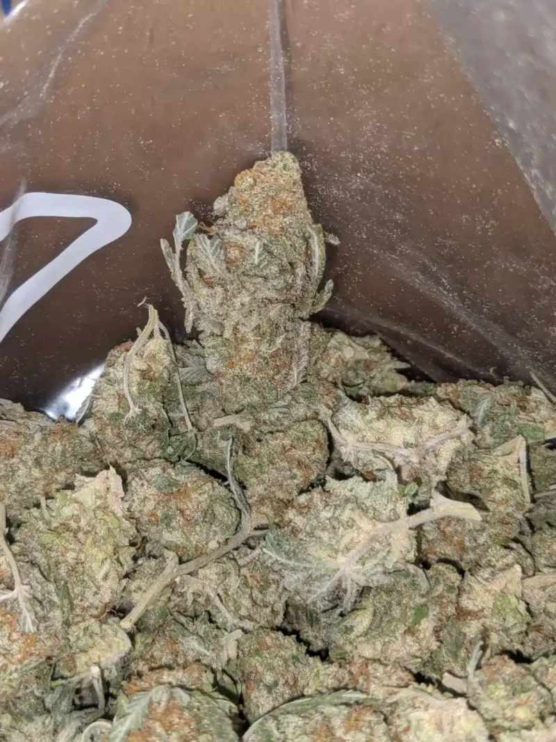 Chocolope – *Deal Of The Day* - Image 4