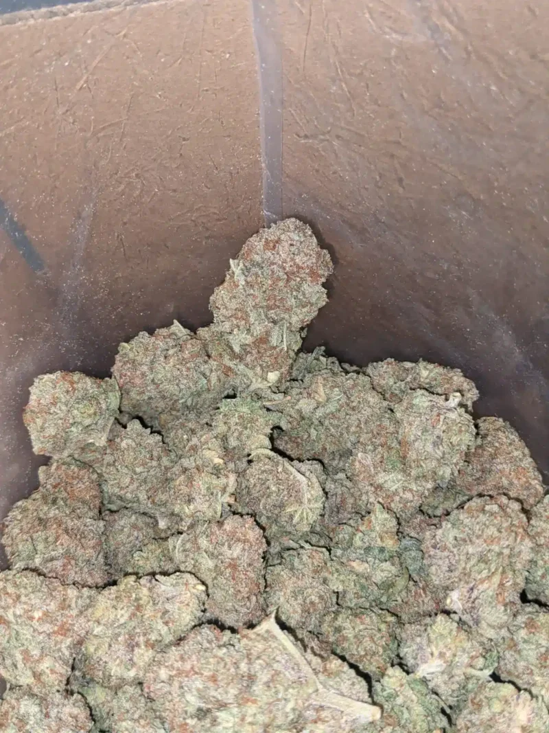 Citrus - Image 6