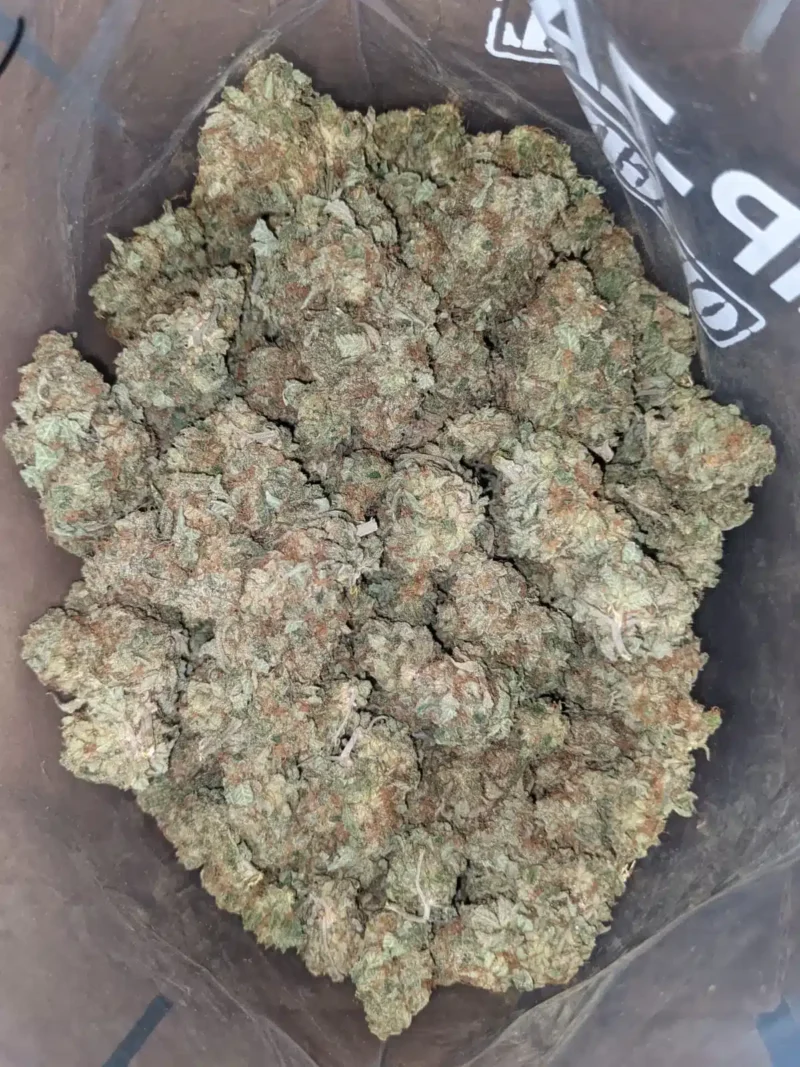 Citrus Sour - Image 4