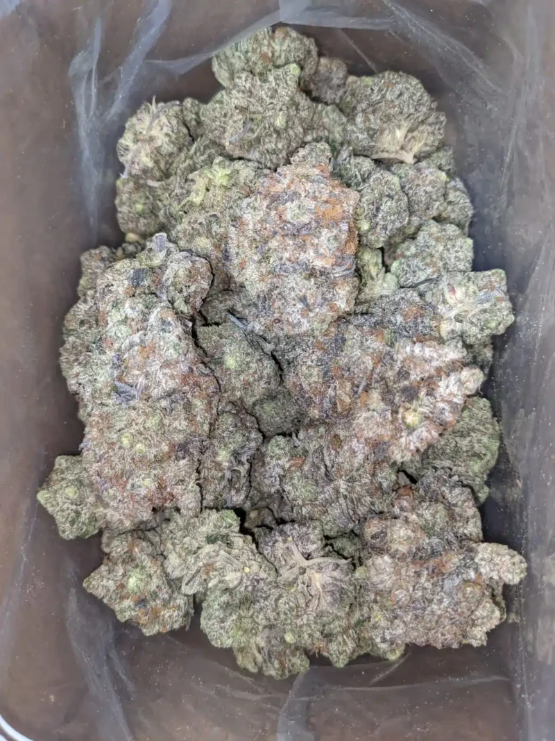 Comatose Pink - Image 5