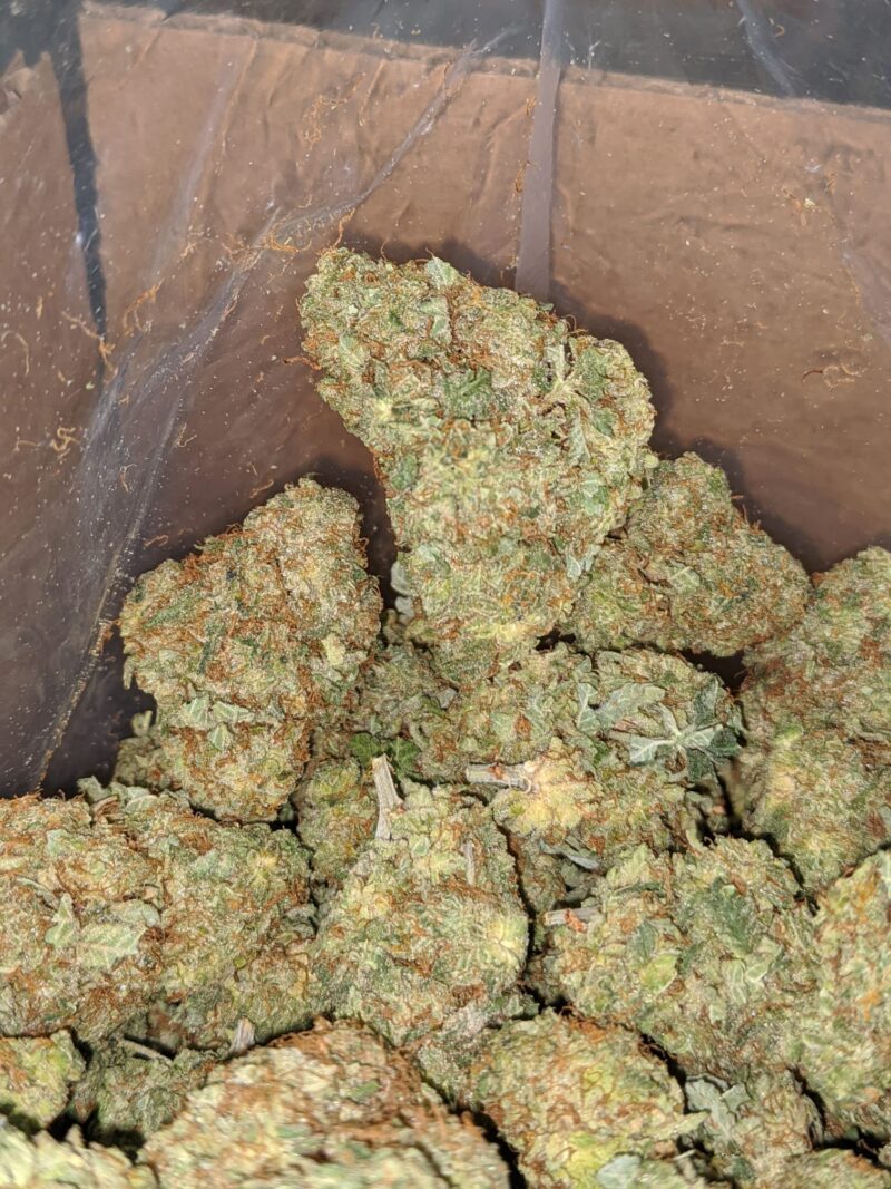 Critical Kush - Image 7