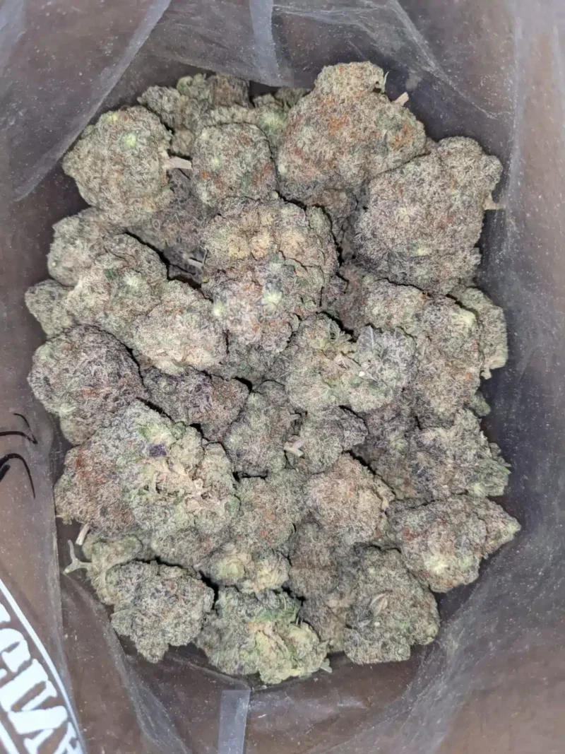 DK Orange - Image 4
