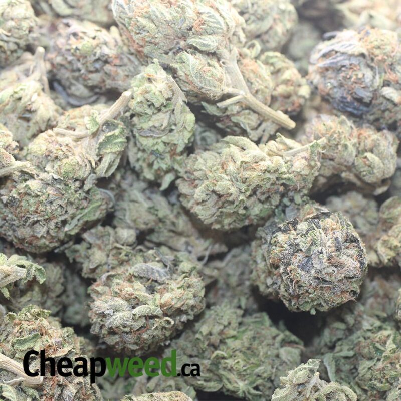 Dank Star - Image 3