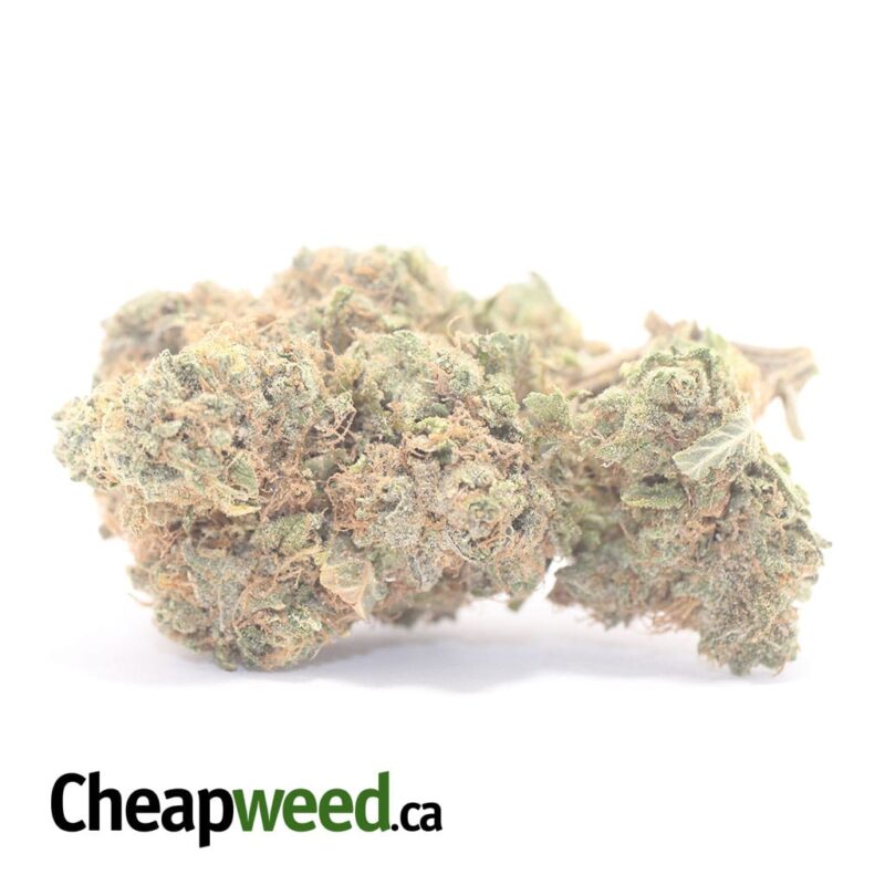 Gelato