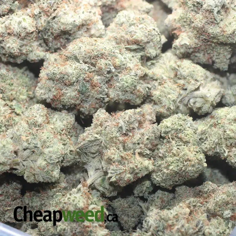 $51 Oz Donkey Punch - Image 3